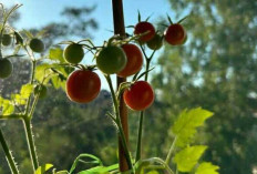 Manfaat Tomat untuk Kecantikan Kulit : Membawa Keajaiban dari Dapur ke Wajah Anda