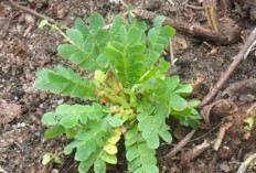 Tingkatkan Kesuburan Suami dan Istri dengan Rumput Kebar