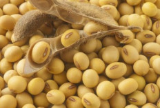 Kacang Kedelai : Si Kecil Kaya Manfaat yang Jadi Andalan Pangan Indonesia