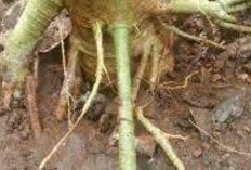 Obati Sakit Kandung Kemih dengan Akar Pepaya
