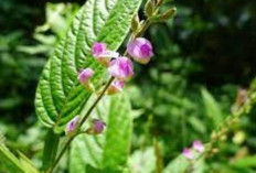 Obati Amandel dan TBC dengan Daun Duduk