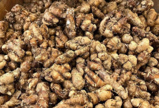 Kencur Rempah Ajaib Warisan Nusantara yang Kaya Manfaat bagi Kesehatan dan Kecantikan