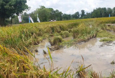 Sumsel Cetak Sawah Baru di 4 Kabupaten