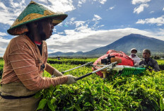 Wangi Emas Hijau dari Kaki Gunung Kerinci