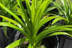 Pandan Wangi Diyakini Lancarkan Usaha, Simbol Rezeki dan Energi Positif di Rumah