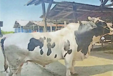 Sumbang Seekor Sapi Kurban untuk Pesantren di Palembang