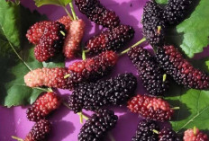 Jaga Kesehatan Mata dan Cegah Anemia dengan Buah Murbei