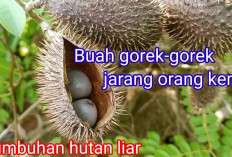 Tingkatkan Stamina dan Vitalitas dengan Buah Gorek