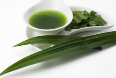 Obati Pembengkakan Ambeien dengan Daun Suji