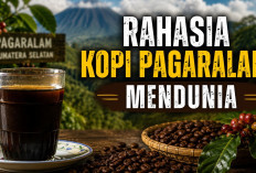 Rahasia Kopi Robusta Pagaralam Mendunia, dari Jemuran Petani hingga Aroma Khas Lewat Penggorengan Kayu Bakar