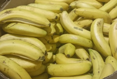 Banyak Dipercaya Redakan Asam Lambung, Ini Fakta Sebenarnya tentang Pisang