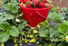 Inspirasi Kombinasi Buah untuk Jus Sehat dan Lezat