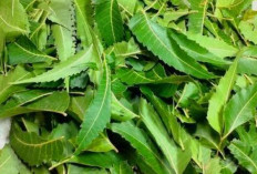 Obati Penyakit Kulit dan Infeksi dengan Daun Imbau
