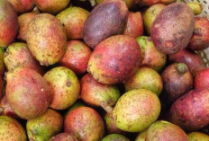 Asal Usul Buah Matoa, Buah Khas Papua dengan Rasa Unik