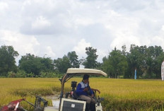 Luas Baku Sawah Sumsel Capai 500 Ribu Hektare, Produksi Beras Target 3 Juta Ton