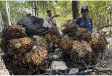 Panen Sawit Perusahaan, Nasib Firliansyah Berujung Begini !