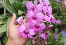 Atasi Gangguan Saraf dan Fungsi Otak dengan Bunga Anggrek