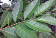 Atasi Ketombe Kutu dan Rambut Rontok dengan Daun Salam 