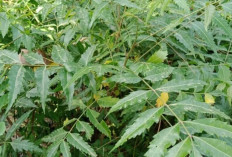 Atasi Malaria dan Redakan Asma dengan Daun IntaranAtasi Malaria dan Redakan Asma dengan Daun Intaran