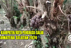 5 Kabupaten dan Kota Lumbung Salak di Sumatera Selatan 2024 : Juaranya Bukan Lubuklinggau !