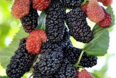 Lawan Penyakit Tifus dan Jaga Kesehatan Hati dengan Buah Arbei