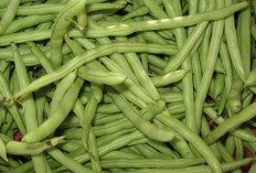 Jaga Kesehatan Tulang dan Mata dengan Kacang Buncis