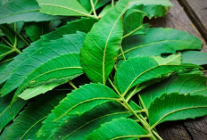 Atasi Pegal Linu dengan Daun Imbau