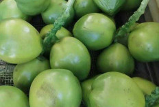 Dogan, Takjil Prima untuk Berbuka Puasa: Kaya Elektrolit, Aman untuk Lambung dan Lancarkan Pencernaan