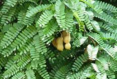 Atasi Asma dan Batuk Kering dengan Daun Asam 