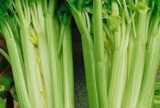 Daun Seledri, Si Hijau Kecil dengan Segudang Manfaat untuk Kesehatan