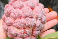 Keunikan dan Manfaat Srikaya Merah : Buah Eksotis yang Kaya Nutrisi