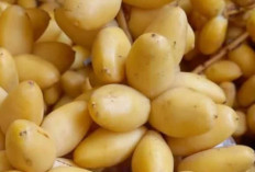 Kurma Muda: Si Kecil Penuh Manfaat yang Makin Populer di Kalangan Masyarakat