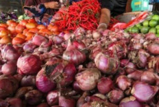 Harga Pangan 9 November 2024 : Bawang Merah Mengalami Kenaikan Menjadi Rp35.790 per Kilogram !