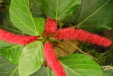 Senyembuhkan Penyakit Vitiligo dan Radang Usus dengan Bunga Ekor Kucing