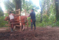 Tingkatkan Produksi Sapi : Ratusan Ekor Sapi di Prabumulih Kawin Suntik !