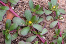 Cegah Rambut Rontok dan Jaga Kesehatan Kulit dengan Daun Gelang