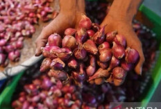 Harga Pangan 1 Februari 2025 : Bawang Merah Rp39.000, Cabai Rawit Rp69.250 per Kilogram ! 