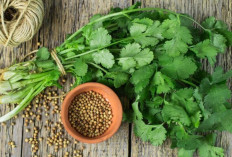 Jaga Kesehatan Tulang dan Mata dengan Daun Ketumbar