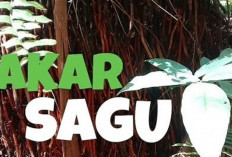  Atasi Lemah Syahwat  dan Ambeien dengan Akar Sagu
