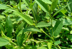 Atasi Sesak Napas, Asma dan Mimisan dengan Daun Sidaguri