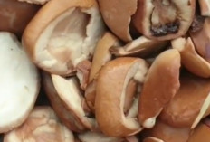 Surga Tersembunyi di Hutan Borneo, Deretan Buah Langka Kalimantan Mulai Jadi Sorotan Dunia