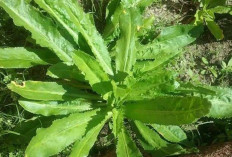 Jaga Kesehatan Mata Tulang dan Gigi dengan Daun Walang Sangit