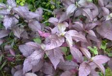 Cegah Sakit Menopause dan Sembuhkan Borok dengan Daun Ungu