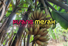 Redakan Asam Lambung dan Jaga Kesehatan Ginjal dengan Pisang Merah
