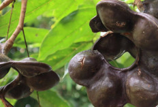Atasi dan Cegah Anemia dengan Jengkol