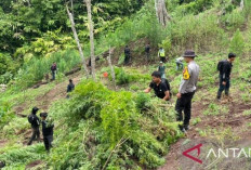 Polisi Temukan Ladang Ganja 3 Hektare di Empat Lawang : Sita 200 Kilogram Siap Edar !