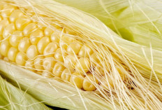 Obati Penyakit Batu Empedu dengan Bulu Jagung 