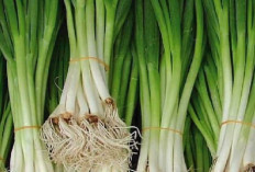 Daun Bawang : Sayuran Aromatik Serbaguna dalam Kuliner Nusantara