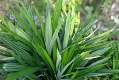 Pandan, Daun Harum yang Menghidupkan Cita Rasa Kuliner Asia Tenggara
