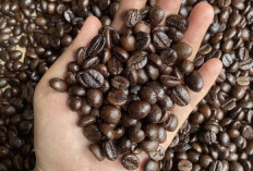 Hempaskan Uban dan Sehatkan Rambut dengan Kopi